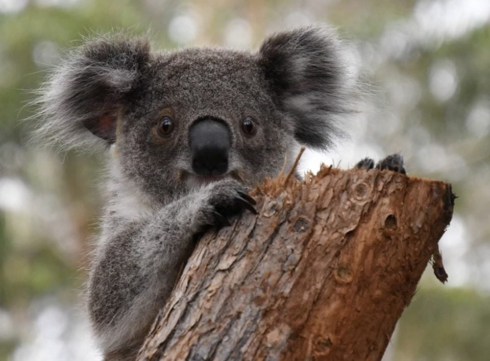 Adoptowana Koala Hockey Luna