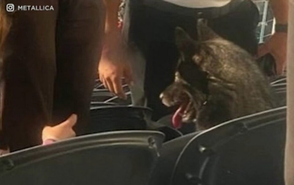 Pies uciekł na koncert Metalliki